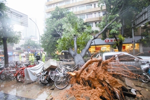 不懼海馬 為深圳電網(wǎng)點贊